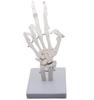 Monolife Hand Joint Model, Hand Skeleton Model, Educational Model, Right Hand, Wrist, Articulated Type