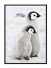 Bildposter In einem Rahmen 43x33 cm Pinguine P688