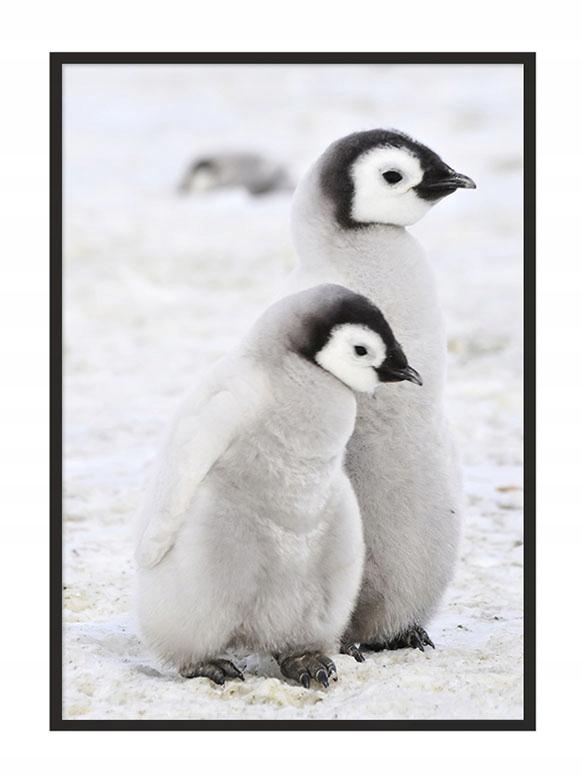 Picture Poster In a Frame 43x33 Cm Penguins P688