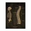 Anatomical Skeleton Chalkboard Poster Kraft Paper Posters DIY Vintage Home Room Medicine Student Decor Medical Art Wall Painting