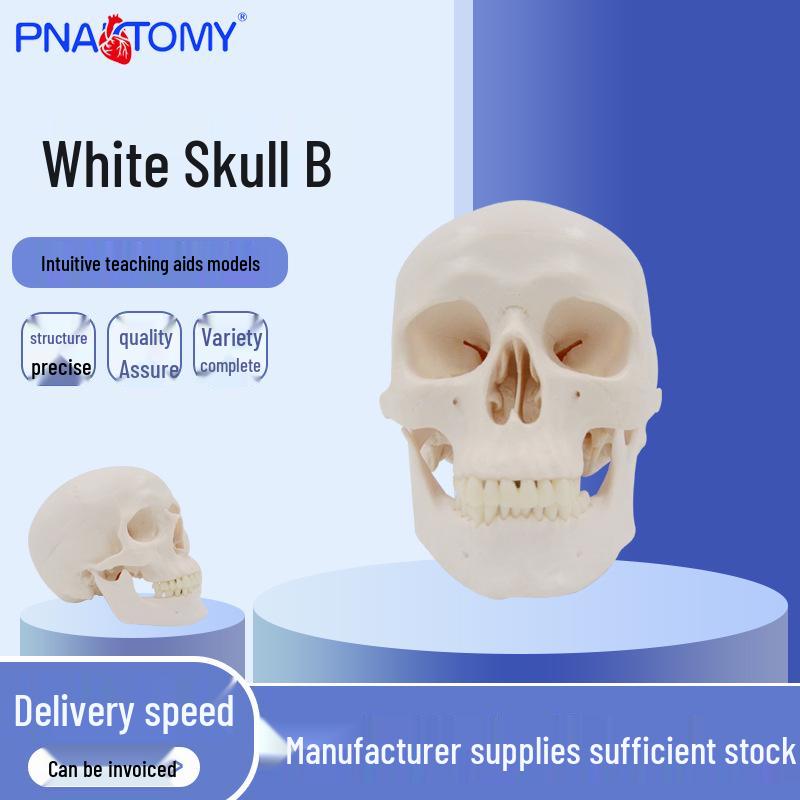 White-Headed Skull B Resin Craft 1:1 Model Sculpture Ornament Resin