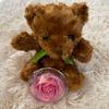 [USED] Teddy Bear Gift