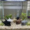 Realistisch Haaienskelet Schuilhuis Huis Ongeverfd Aquarium Ondergrondse Grot Aquarium