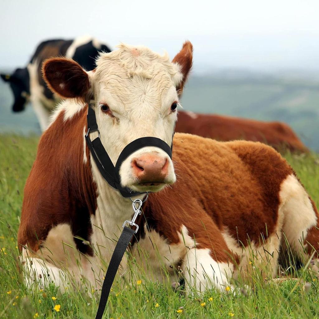 Calf Halter Cow Halter Leading Rope For Showing Small Breeds Animals Showing Adjustable Tool For Training Handling Horse Lamb