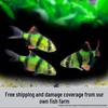 Tigerfish Collection: Fluorescent Green, Golden, Tropical Small Freshwater Schooling Pet Fish