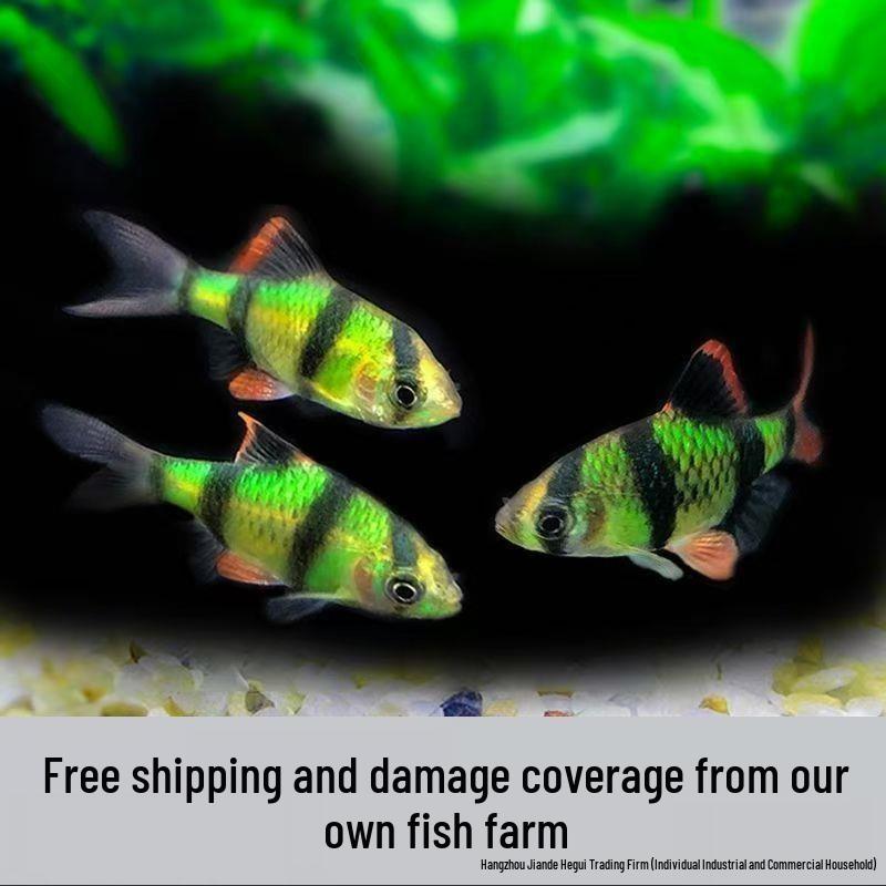 Tigerfish Collection: Fluorescent Green, Golden, Tropical Small Freshwater Schooling Pet Fish