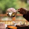 Green Tea Glass Teapot with Side Handle - Thickened, Heat-Resistant, Small Size for Tea Brewing
