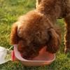 Travel Water Bottle Feeder Pet Outdoor Drinking Cup Water Bottle