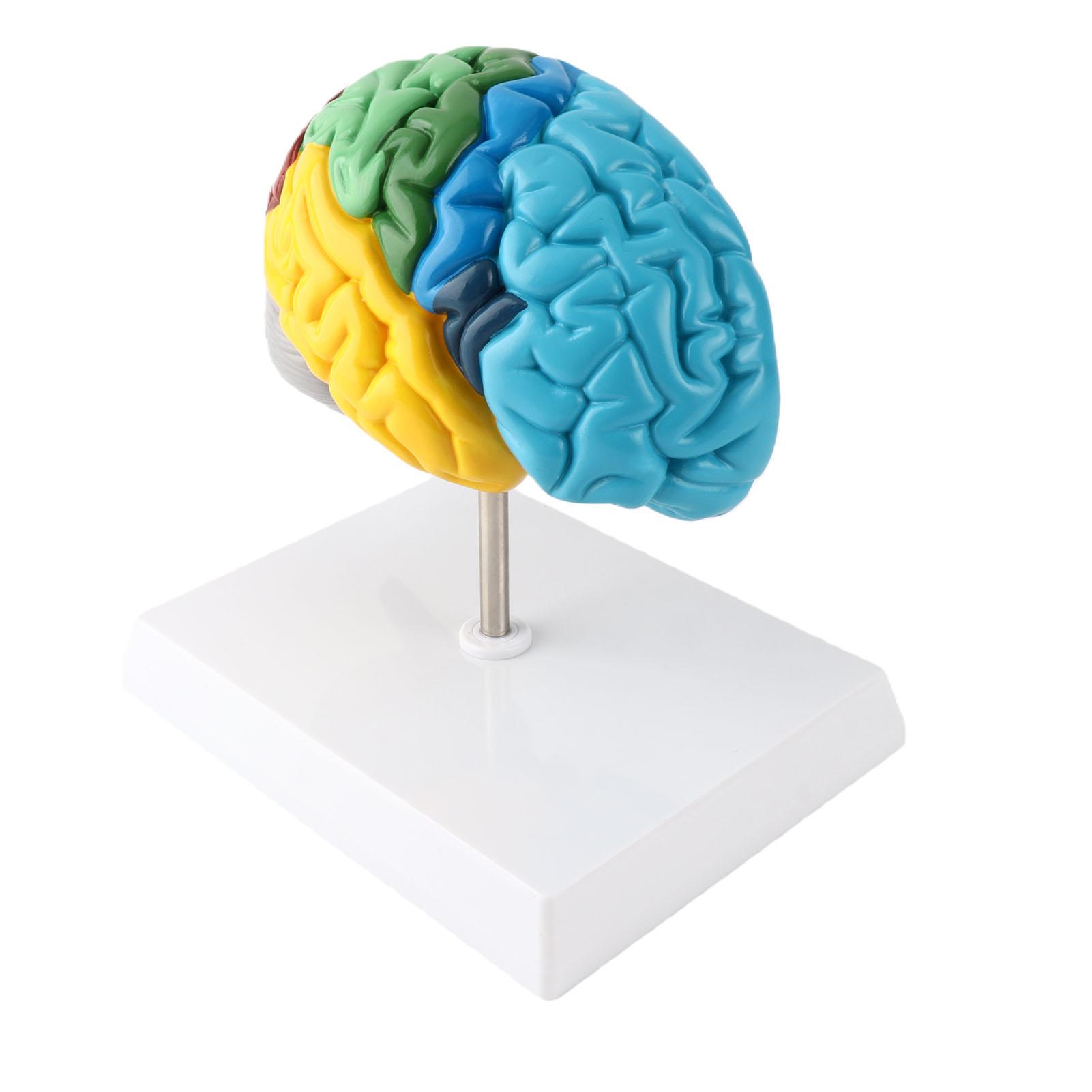Modelo de Cerebro Humano Anatomía del Hemisferio Derecho Herramienta de Enseñanza de Neurociencia Codificado por Colores para Psicología Educación Cognitiva blue