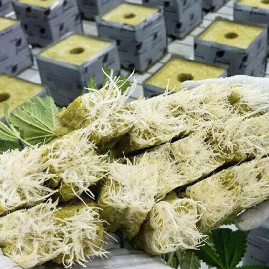 50 ks Grow Cube Hydroponie Klíčení Dobrá propustnost vzduchu Kostka pro množení vláknitých rostlin pro domácnost