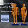 Fengfan Acupuncture Model: Traditional Chinese Medicine Full Body with Twelve Meridians and Acupoint Chart