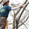 U-M Industry (Silky) Scabbard Saw Rubber Boy 7 Curve Rough Grain 240mm 465-24 Easy and Speedy Pruning of Live Trees