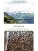 Yunnan Specialty Black Chicken Mushroom - Dried & Artificially Cultivated