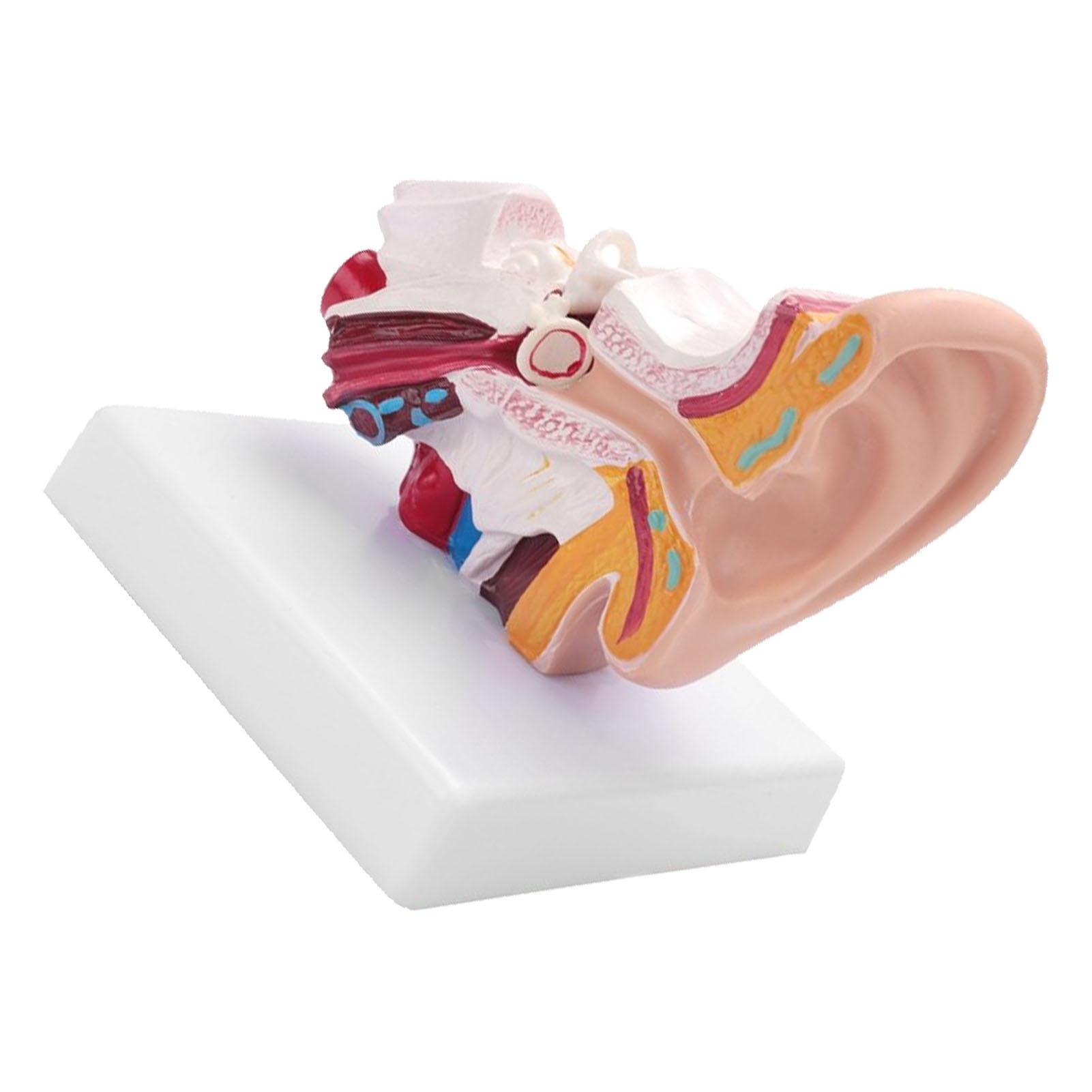 

Модель анатомии человеческого уха, увеличенная в 1,5 раза, анатомическая модель уха из ПВХ для обучения, демонстрации, исследований