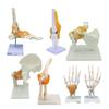 Human Joint Anatomical Models