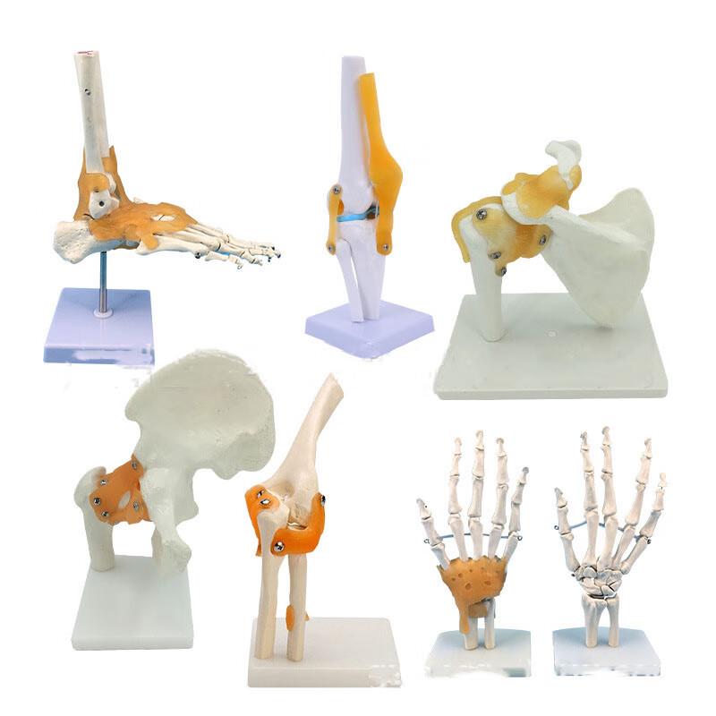Human Joint Anatomical Models