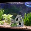 Aquarium Rock Mountain Stone Cave Fish for Tank Decorations Landscape Accessorie