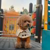 British Style Dog Collar Button Closing Wrinkle-resistant Comfortable To Wear Stylish Breathable Pet Clothing Cape