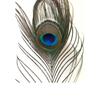 Tdas 15 Pcs Real Peacock Feather Original Feathers morpankh for Craft Floral Flowers Items