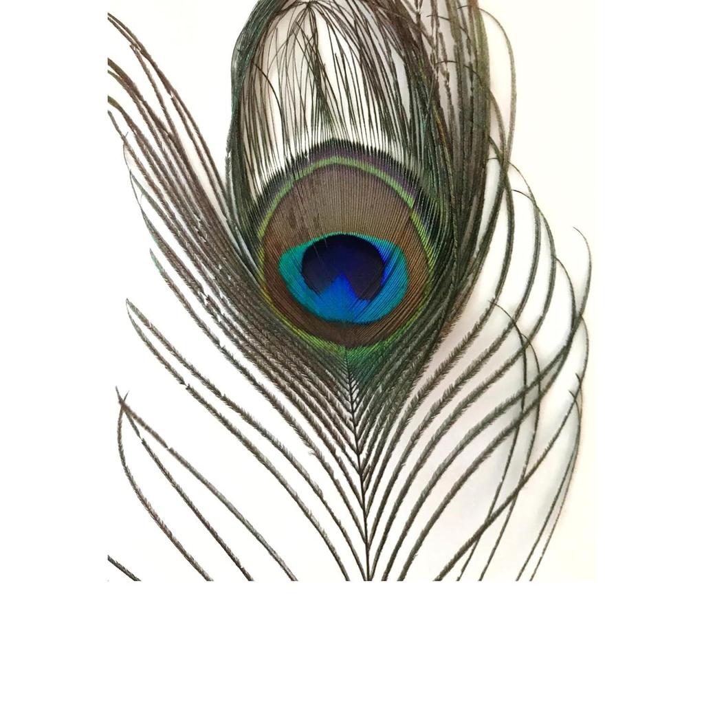 Tdas 15 Pcs Real Peacock Feather Original Feathers morpankh for Craft Floral Flowers Items