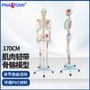 PNATOMY 1:1 Human Skeleton Model with Muscle Origin and Ligament Distribution