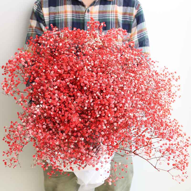 Eternal Gypsophila Bouquet: Color-Absorbing Ilocos Flowers for DIY Floral Arrangements and Wedding Decorations