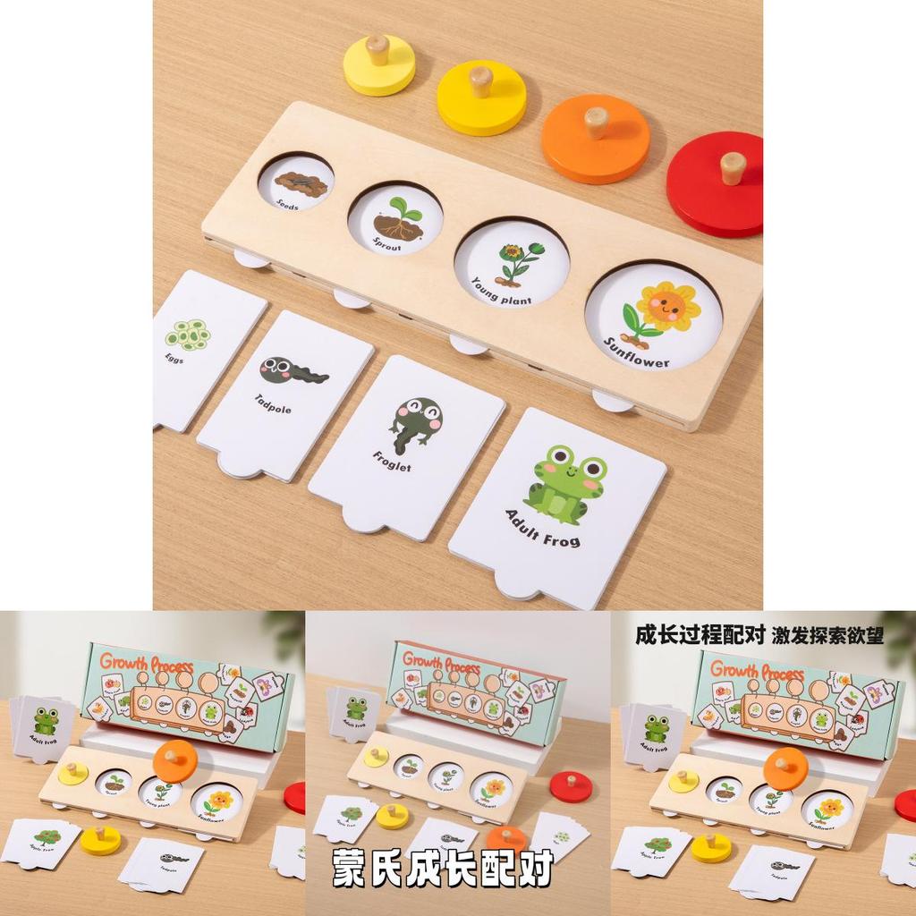 Montessori Growth Cycle Puzzle Wooden Educational Toy For Preschool Learning