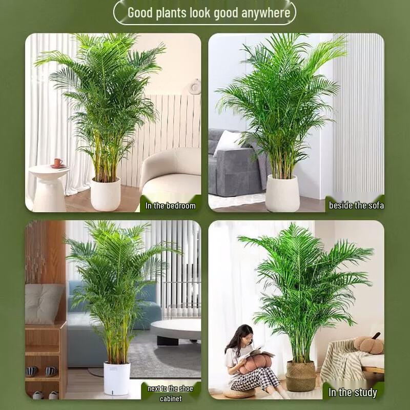 Artificial Areca Palm Plant