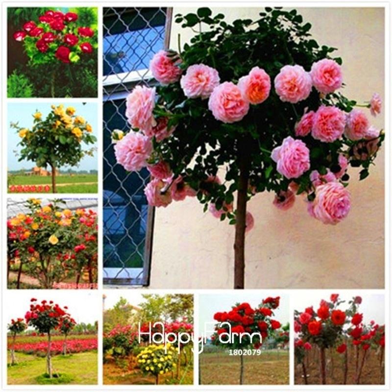 Artificial flower Rares Chinensi Dendroidal ROSE Flower Plant Supports ...