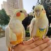 Parrot Tiger Skin Bird Diaper Pants & Flying Suit