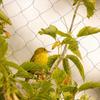 Bird Protection Net, 30 X 15 M, Stable Bird Net, Black Aviary Net, Plant Net, Pond Net, Garden Net, Pond Cover Net for Garden