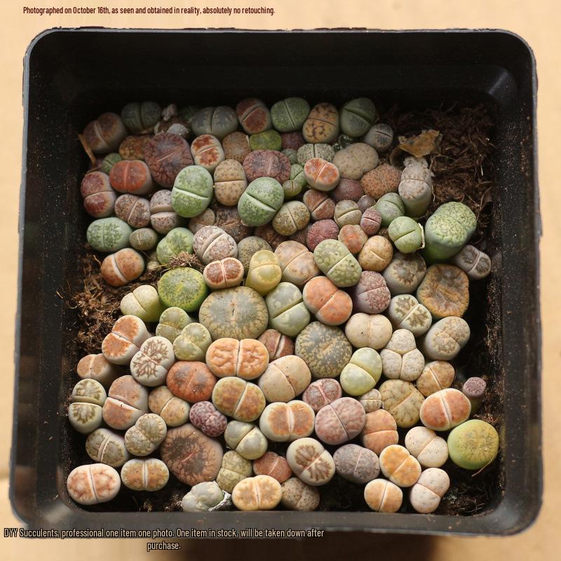 Rare Lithops Succulent Pot: Diverse Colors & Varieties