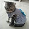 Cat Puppy Princess Dress Summer Pet Clothes Striped Plaid Dresses with Bow for Cats Kitten Rabbit Sphynx Clothing Ropa Para Gato