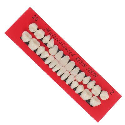 Súprava zubného výukového modelu s 28 zubami