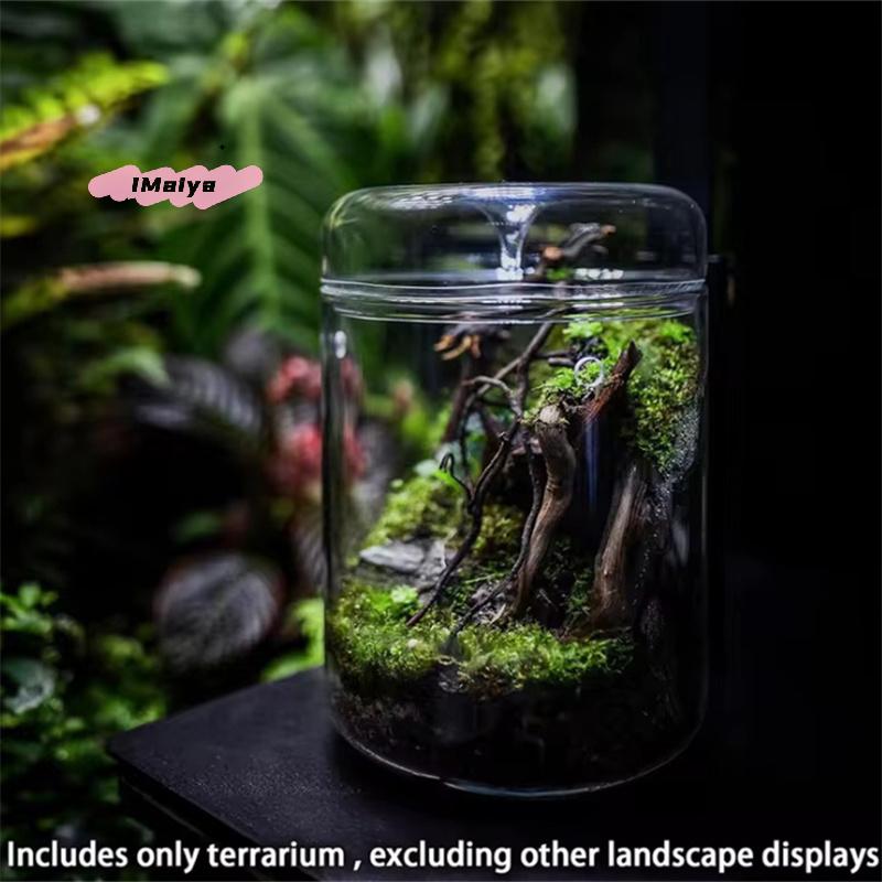 Terrario in Vetro da Tavolo M-Vaso per la Raccolta della Rugiada Micro Paesaggio Giardino di Succulente e Muschio Decorazione per la Casa Design Creativo di Bottiglia in Vetro