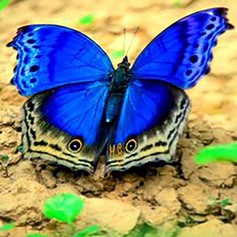 Pictură cu diamant 5D cu fluture DIY, rotund complet, rășină, broderie cu diamante florale, cu punct de cruce, mozaic, artă de perete, decor acasă