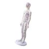 Model Uman pentru Practică de Acupunctură cu Puncte de Acupunctură și Meridiane Punct Model Masculin de Acupunctură Model Feminin de Acupunctură