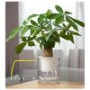 Aomeiyou Transparent Self-Watering Hydroponic Planter