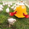 Automatic Poultry Drinker Chicken Drinking System Duck Water Dispenser Goose Turkey Rabbit Self Filling Feeding Drinking Bowl