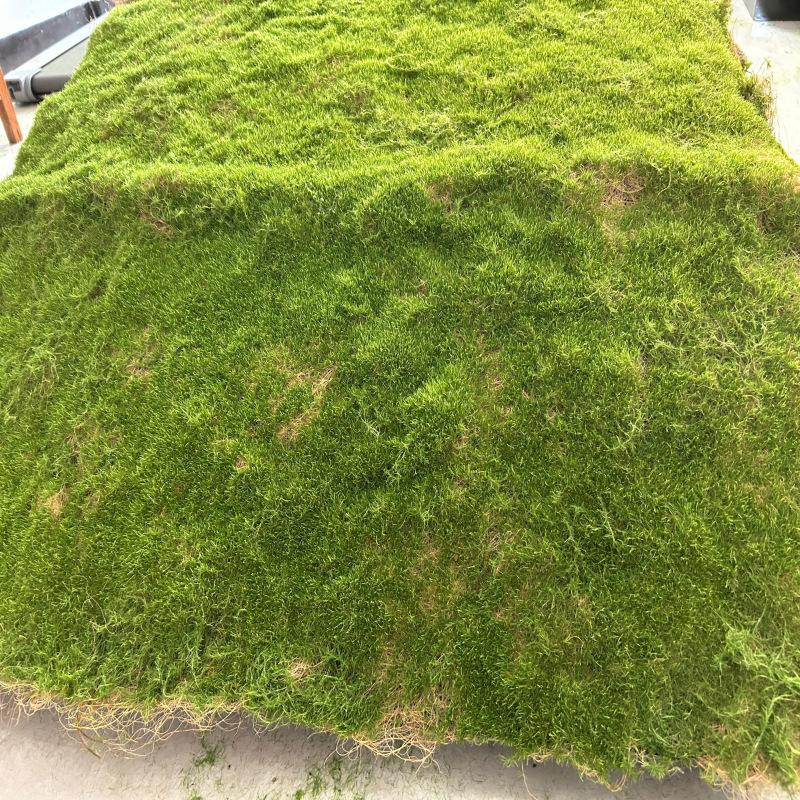 Luxury Simulated Moss Plastic Indoor Landscape Turf Artificial Green Eco-friendly UV Varnished Customized Installation Window