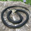 80CM Golf Snake Prank Leketøy Realistisk gummi Slange Modell Simulert Slange Erting Venner Vanskelige rekvisitter Barn Voksne Halloween Party Gag Gave