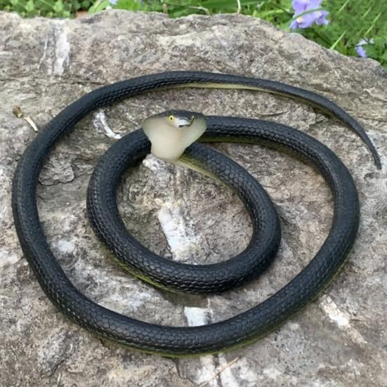 80CM Golf Snake Prank Leketøy Realistisk gummi Slange Modell Simulert Slange Erting Venner Vanskelige rekvisitter Barn Voksne Halloween Party Gag Gave