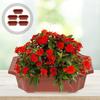 10 Pcs Flowerpot Large Bonsai Plastic Tree Indoor Plant Houseplants Potted Pots Outdoor Office