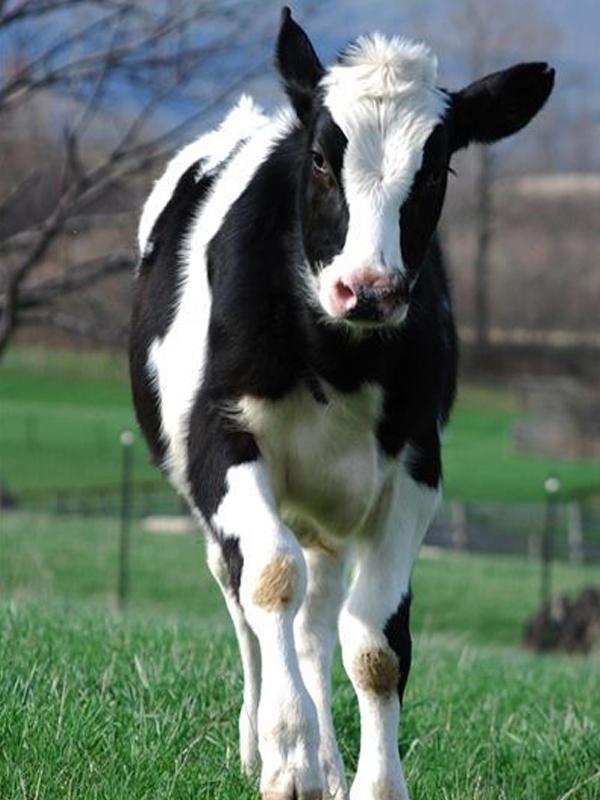 

Алмазная картина Корова 5D Алмазная картина Набор для вышивки крестом Алмазная картина Полная дрель 30*40cm