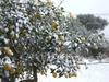 Citron MRAZUVZDORNÝ - Ichang Lemon - Odolný do 20 F - 10 semen