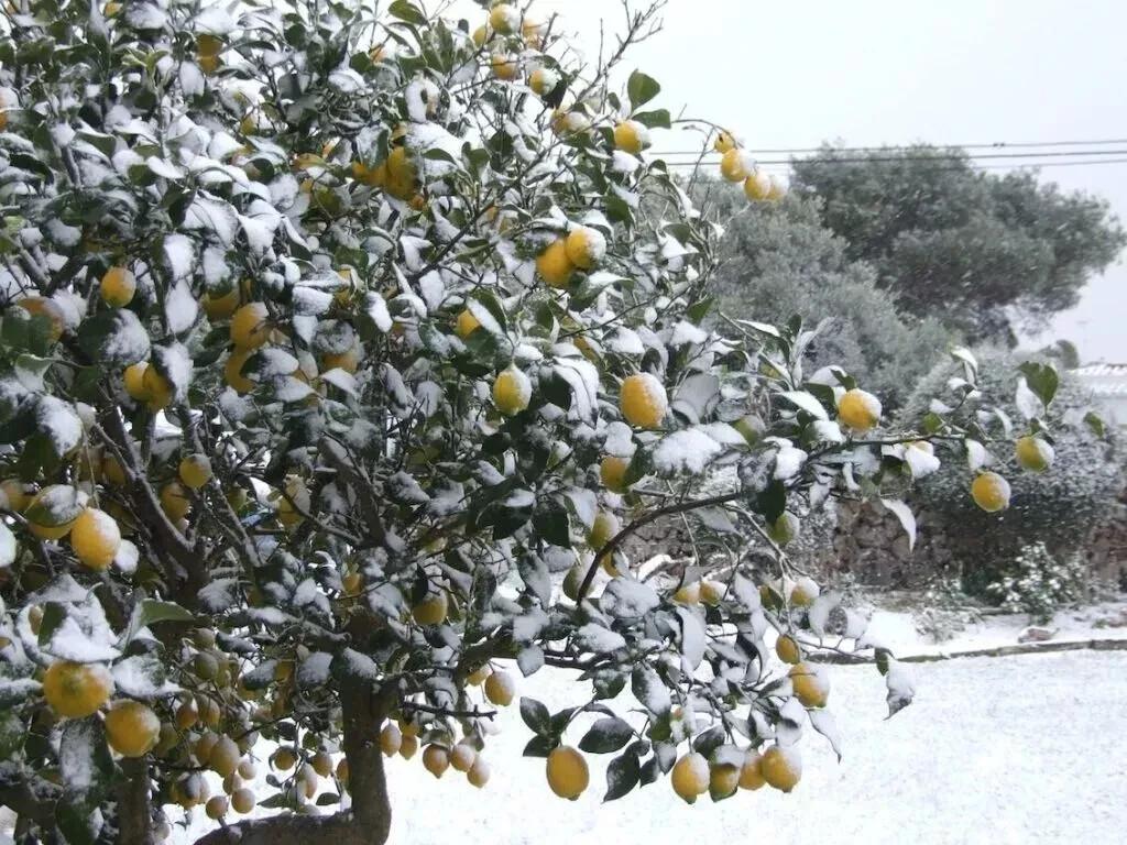 Citron MRAZUVZDORNÝ - Ichang Lemon - Odolný do 20 F - 10 semen