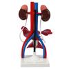 Qinghua Anatomisches Modell des menschlichen Fortpflanzungssystems - Demonstrationsinstrument für Urologie und Harnsystem