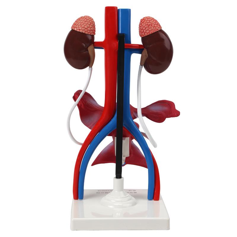 Qinghua Anatomisches Modell des menschlichen Fortpflanzungssystems - Demonstrationsinstrument für Urologie und Harnsystem