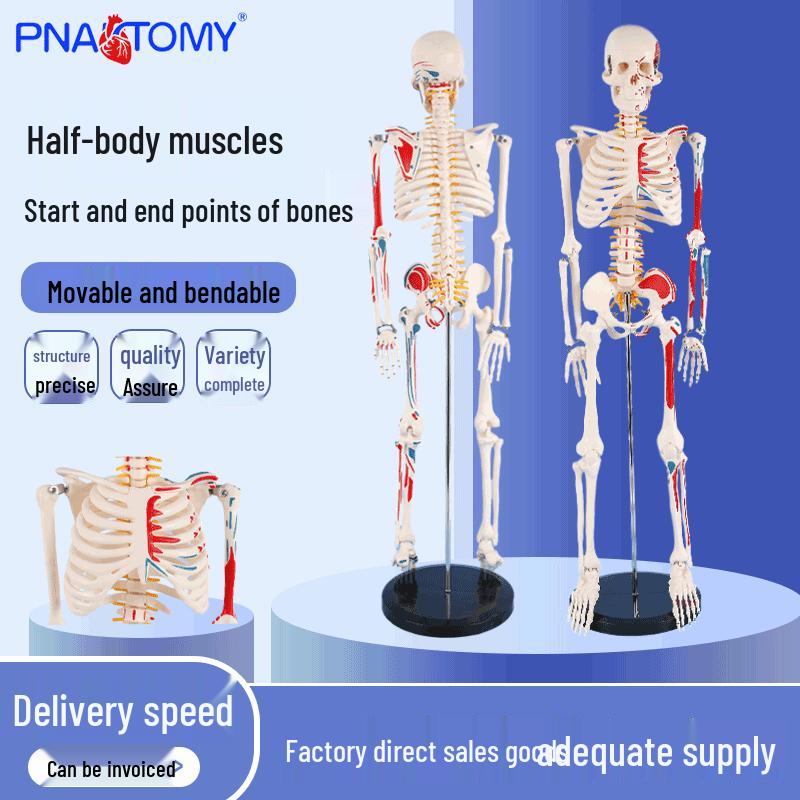 85cm Human Skeleton Teaching Model: Muscle Origin & Insertion Points PNT-0106d