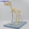 Detachable Canine Skeleton Model for Anatomy Teaching - Puppy Skull, Spine, & Joints